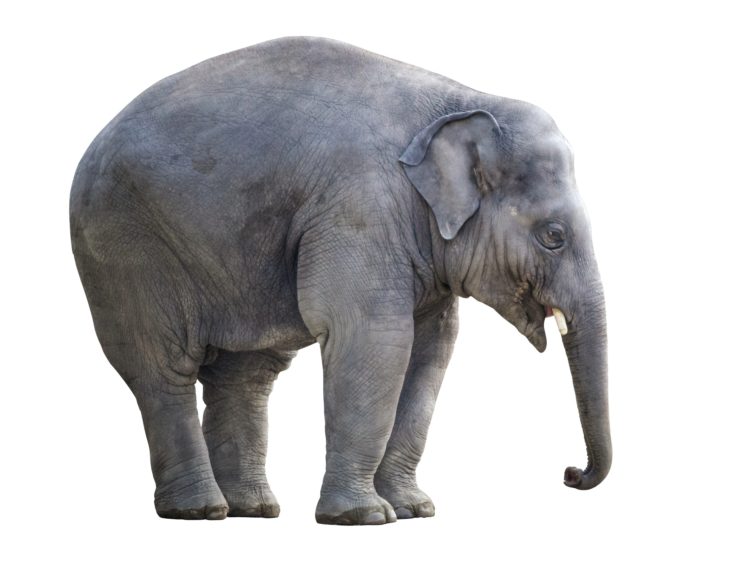 image of an elephant in a room as a metaphor for racism